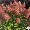 Hydrangea paniculata 'Candlelight' - Aedhortensia 'Candlelight' C2/2L